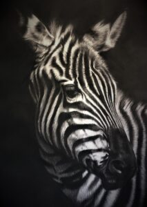 dessin au fusain de zèbre sur papier par l'artiste peintre animalier chris rossi afrique savane art