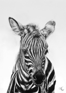 Dessin au graphite sur papier de zébron zèbre par l'artiste peintre animalière chris rossi faune afrique savane dessin contemporain