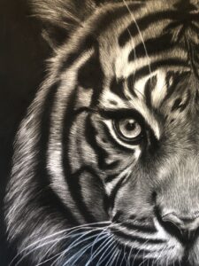 Dessin au fusain de tigre par l'artiste animalier chris rossi félin dessin animalier