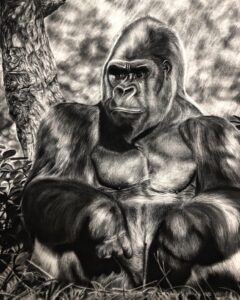 dessin au fusain de gorille par l'artiste peintre animalier chris rossi afrique savane forêt tropicale grand singe