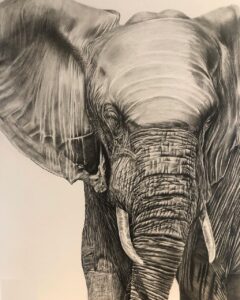 Dessin au graphite crayon d'un éléphant afrique par l'artiste peintre animalier chris rossi dessin contemporain animal