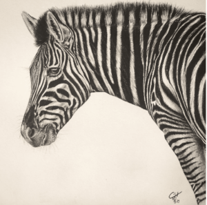 dessin animalier de zèbre au graphite par l'artiste peintre animalier chris rossi dessin contemporain afrique savane