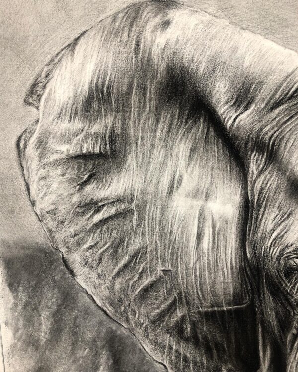 détail de dessin animalier au fusain d'éléphant "masai mara " par l'artiste peintre animaliere Chris rossi