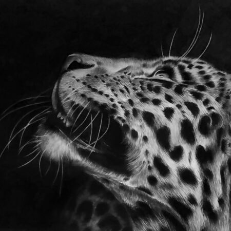 dessin animalier au fusain de léopard "Look Up" par l'artiste peintre animaliere Chris rossi