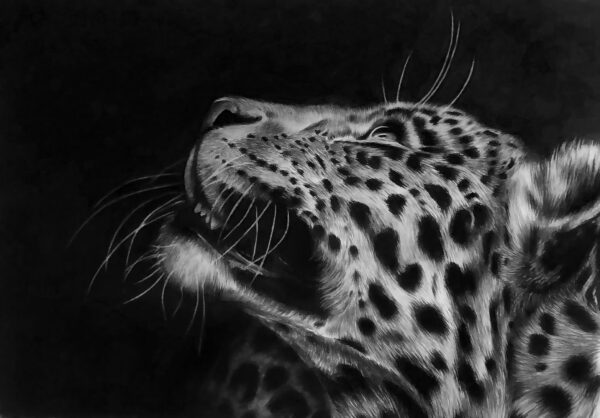 dessin animalier au fusain de léopard "Look Up" par l'artiste peintre animaliere Chris rossi