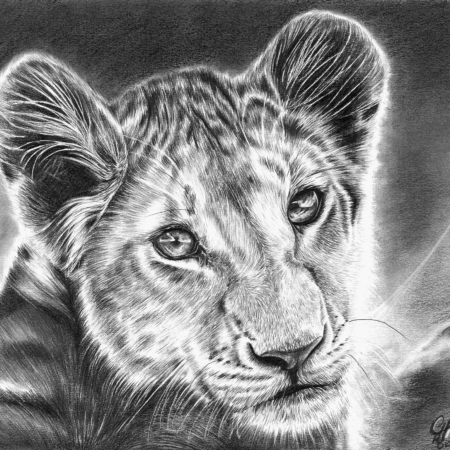 dessin animalier de lionceau au graphite par l'artiste peintre animalier chris rossi dessin contemporain afrique savane