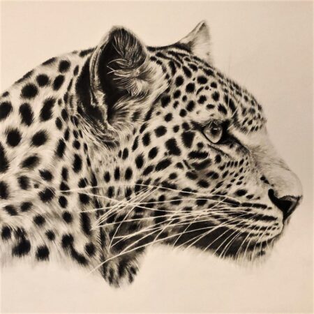 dessin de léopard au graphite sur papier par l'artiste animalier chris rossi afrique dessin contemporain animalier