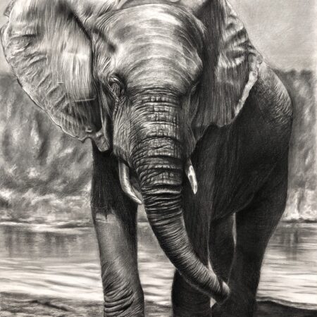 dessin animalier au fusain d'éléphant "masai mara " par l'artiste peintre animaliere Chris rossi