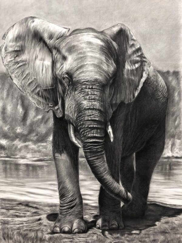 dessin animalier au fusain d'éléphant "masai mara " par l'artiste peintre animaliere Chris rossi