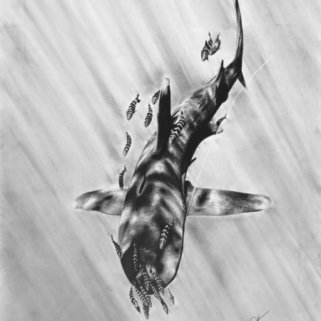 dessin animalier de requin au graphite par l'artiste peintre animalier chris rossi dessin contemporain océan vie marine