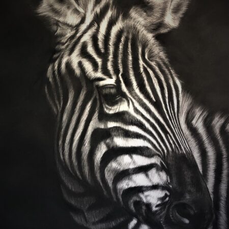 dessin au fusain de zèbre sur papier par l'artiste peintre animalier chris rossi afrique savane art