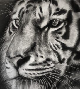 dessin animalier de tigre "damon" au fusain par l'artiste peintre animalier chris rossi art