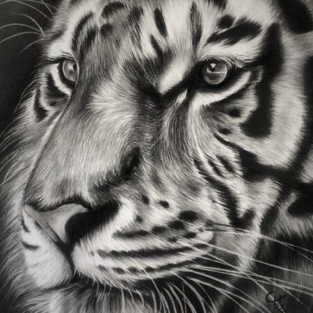 dessin animalier de tigre "damon" au fusain par l'artiste peintre animaliere chris rossi art