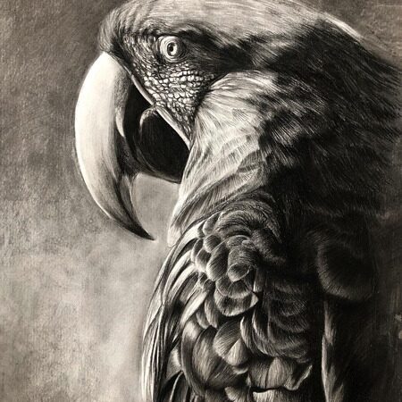 dessin animalier au fusain de perroquet "costa" par l'artiste peintre animaliere Chris rossi