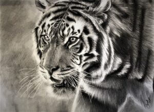 dessin animalier au fusain de tigre "kan" par l'artiste peintre animalier Chris Rossi