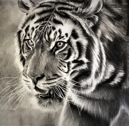 dessin animalier au fusain de tigre "kan" par l'artiste peintre animaliere Chris rossi