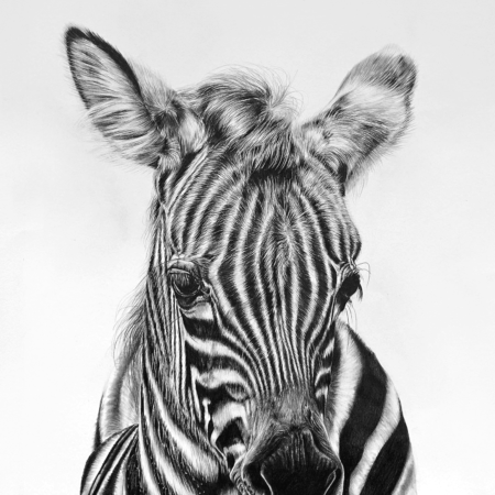 Dessin au graphite sur papier de zébron zèbre par l'artiste peintre animalière chris rossi faune afrique savane dessin contemporain