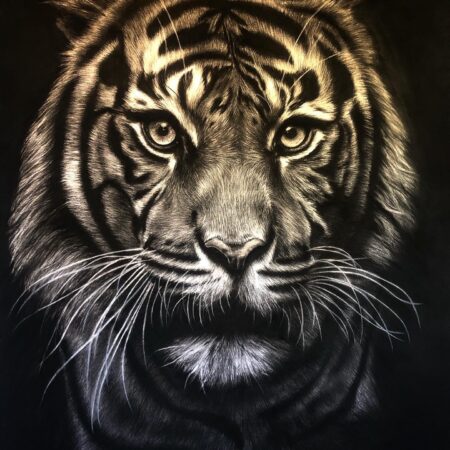 Dessin au fusain de tigre par l'artiste animalier chris rossi félin dessin animalier