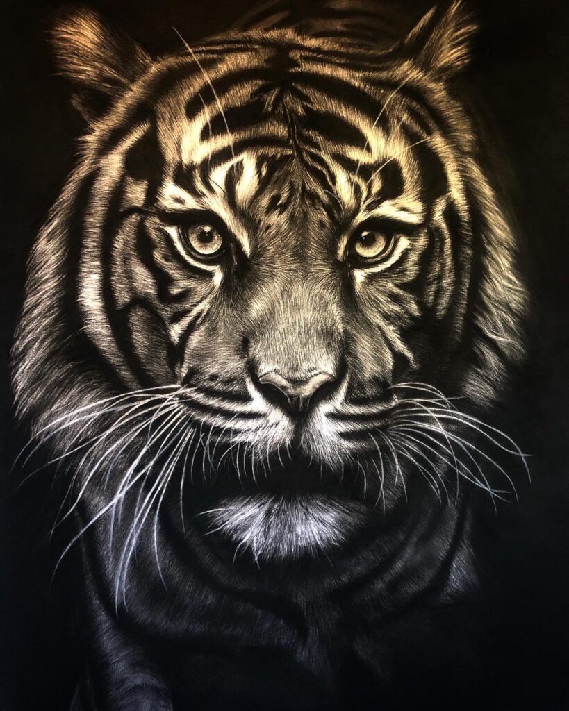 Dessin au fusain de tigre par l'artiste animalier chris rossi félin dessin animalier