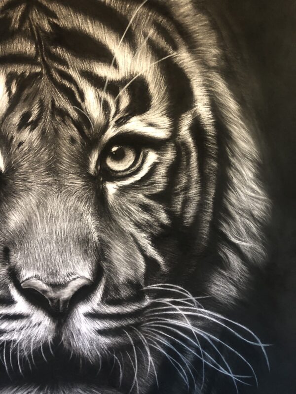 Dessin au fusain de tigre par l'artiste animalier chris rossi félin dessin animalier détail