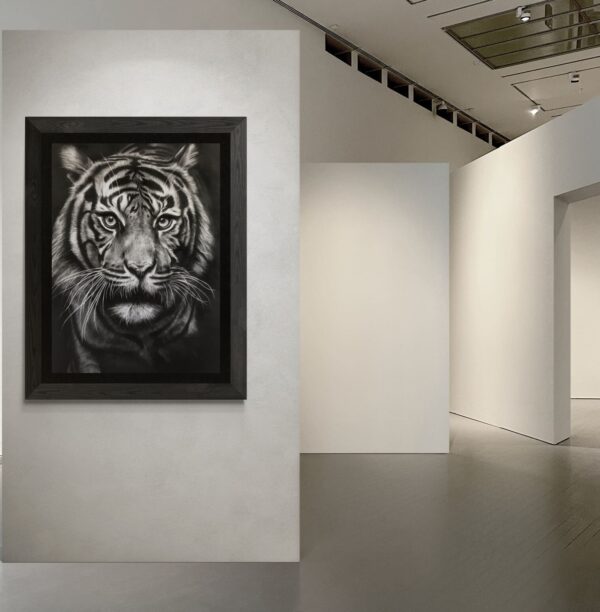Dessin au fusain de tigre par l'artiste animalier chris rossi félin dessin animalier galerie