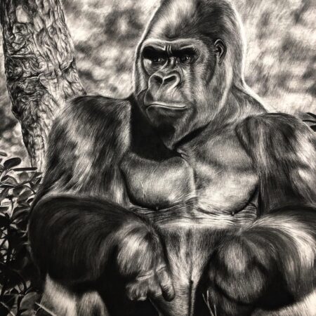 dessin au fusain de gorille par l'artiste peintre animalier chris rossi afrique savane foret tropicale grand singe
