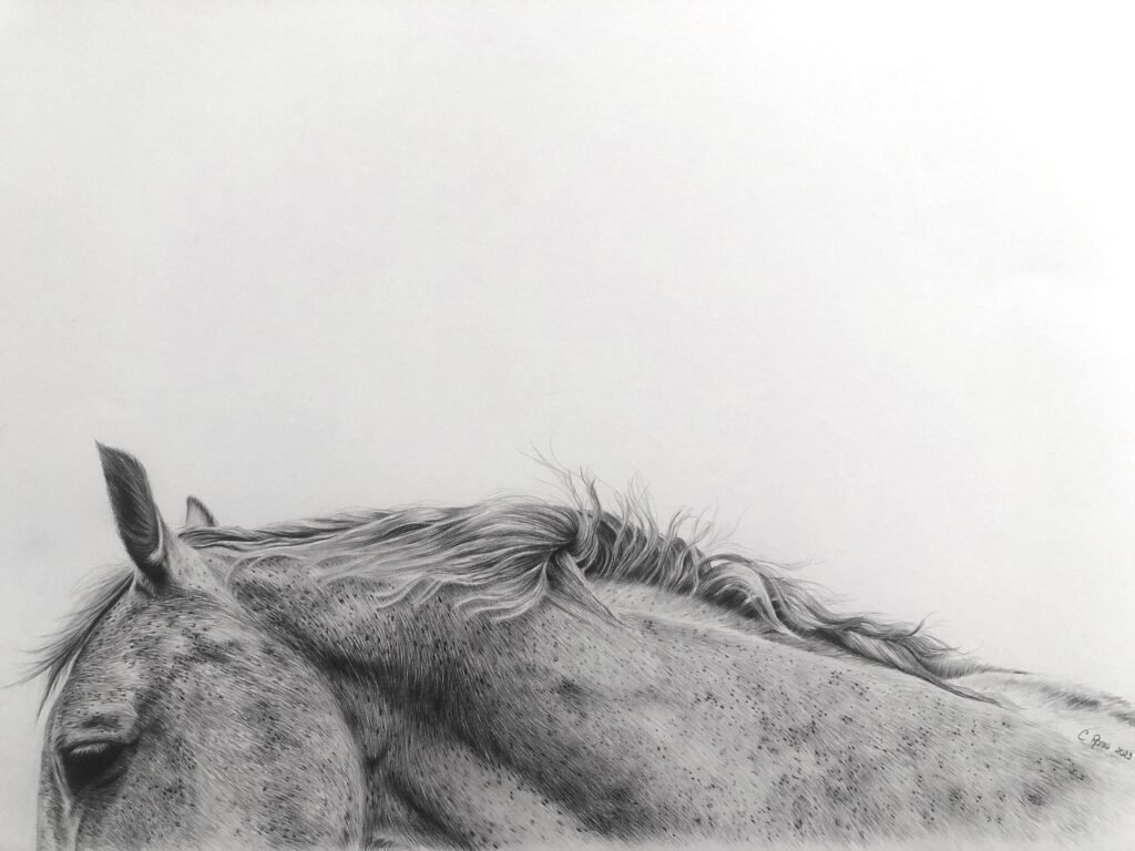 dessin au graphite d'u cheval camarguais par l'artiste peintre animalier chris rossi art équin equestre équitation camargue
