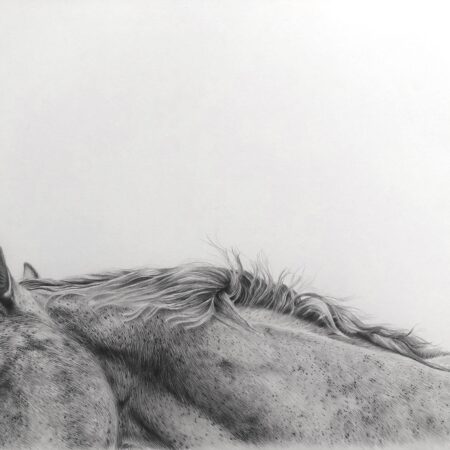 dessin au graphite d'u cheval camarguais par l'artiste peintre animalier chris rossi art équin equestre équitation camargue