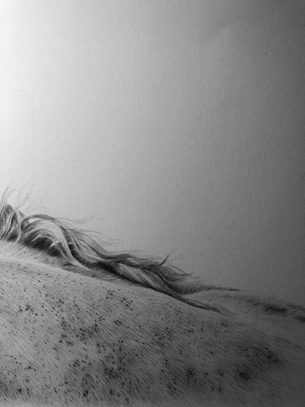 dessin au graphite d'u cheval camarguais par l'artiste peintre animalier chris rossi art équin equestre équitation camargue
