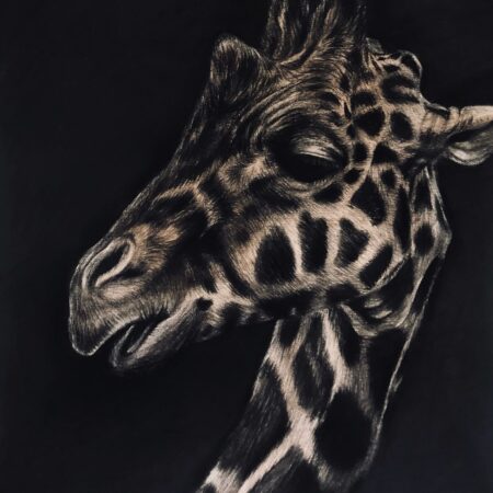 dessin au fusain de girafe sur papier par l'artiste peintre animalier chris rossi afrique savane art