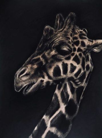 dessin au fusain de girafe sur papier par l'artiste peintre animalier chris rossi afrique savane art