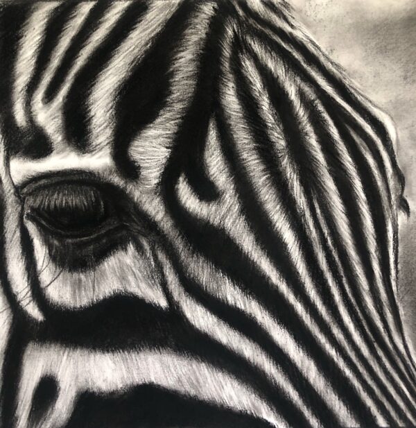 Dessin au fusain de zèbre sur papier par l'artiste animalière chris rossi dessin animal afrique