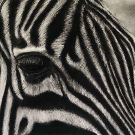 Dessin au fusain sur papier de zèbre par l'artiste animalier Chris Rossi dessin art animalier afrique