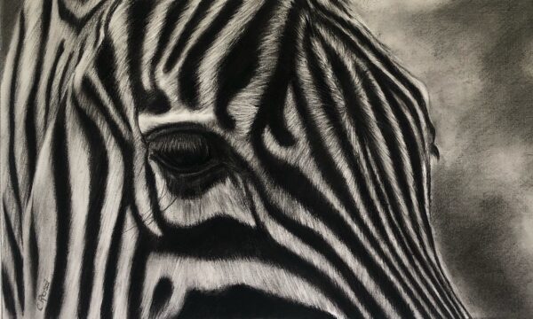 Dessin au fusain sur papier de zèbre par l'artiste animalier Chris Rossi dessin art animalier afrique