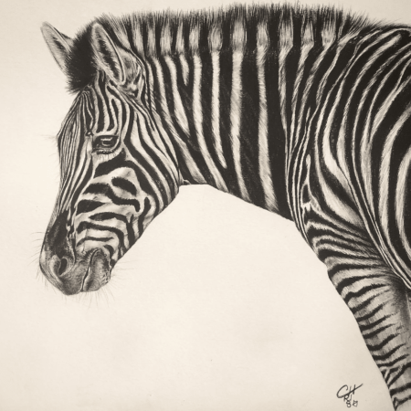 dessin animalier de zèbre au graphite par l'artiste peintre animalier chris rossi dessin contemporain afrique savane
