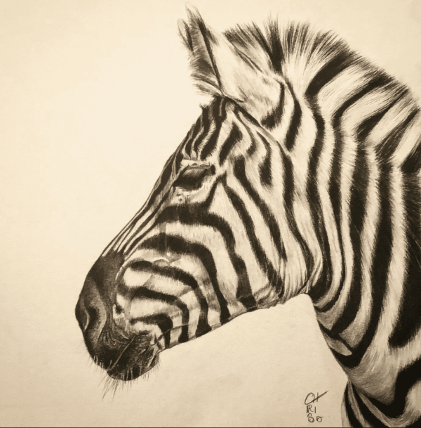 Dessin au graphite sur papier de zèbre par l'artiste peintre animalière chris rossi faune afrique savane dessin contemporain