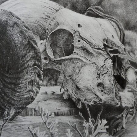 Dessin de vanité bestiale vanité au graphite crayon d'un crane de mouflon corne dessin animalier contemporain
