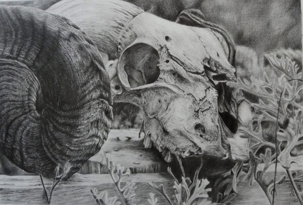 Dessin de vanité bestiale vanité au graphite crayon d'un crane de mouflon corne dessin animalier contemporain