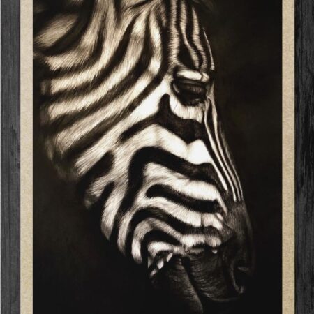 dessin zèbre au fusain noir et blanc afrique artiste peintre animalier