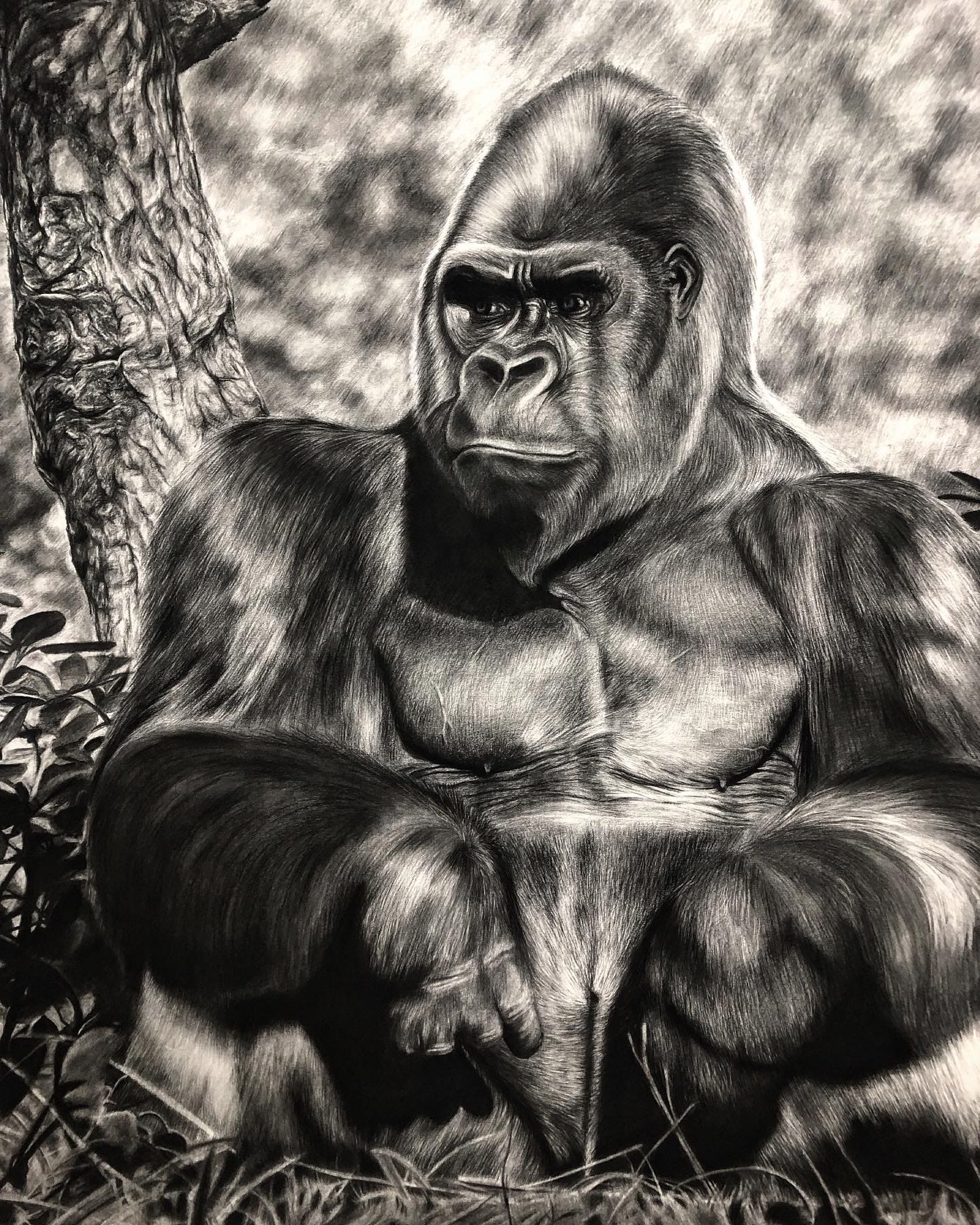 Dessin au fusain de gorille par l'artiste peintre animalier chris rossi art dessin animalier art