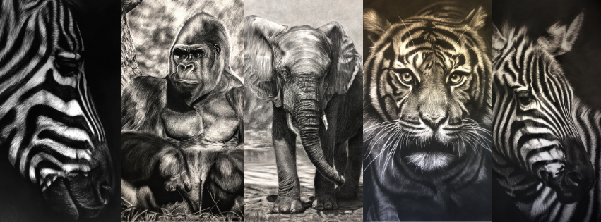 dessin en noir et blanc par l'artiste animalière chris rossi tigre zèbre gorille éléphant nature