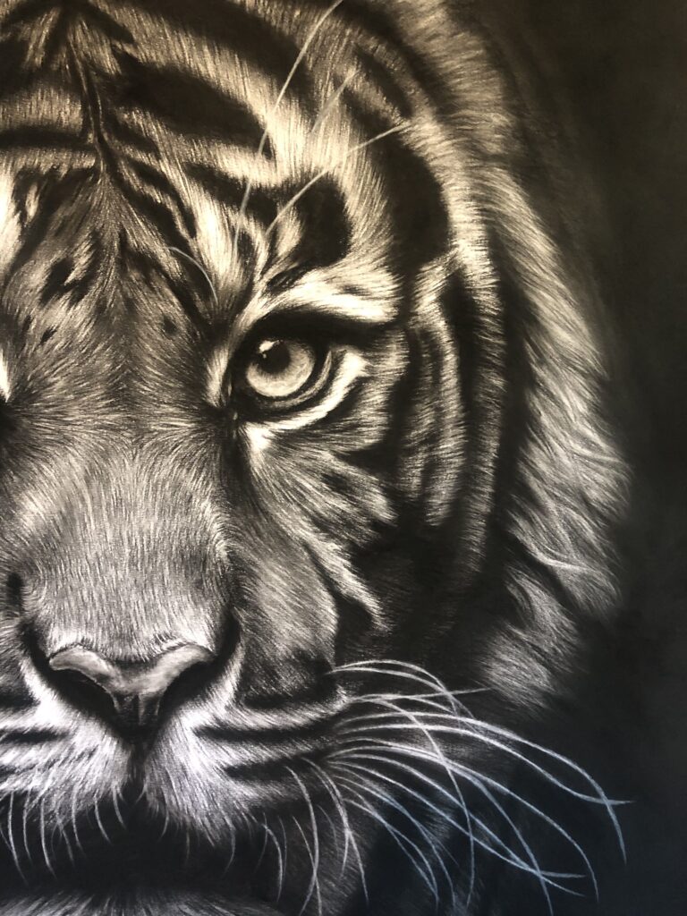 dessin au fusain de tigre par l'artiste peintre chris rossi faune sauvage dessin contemporain