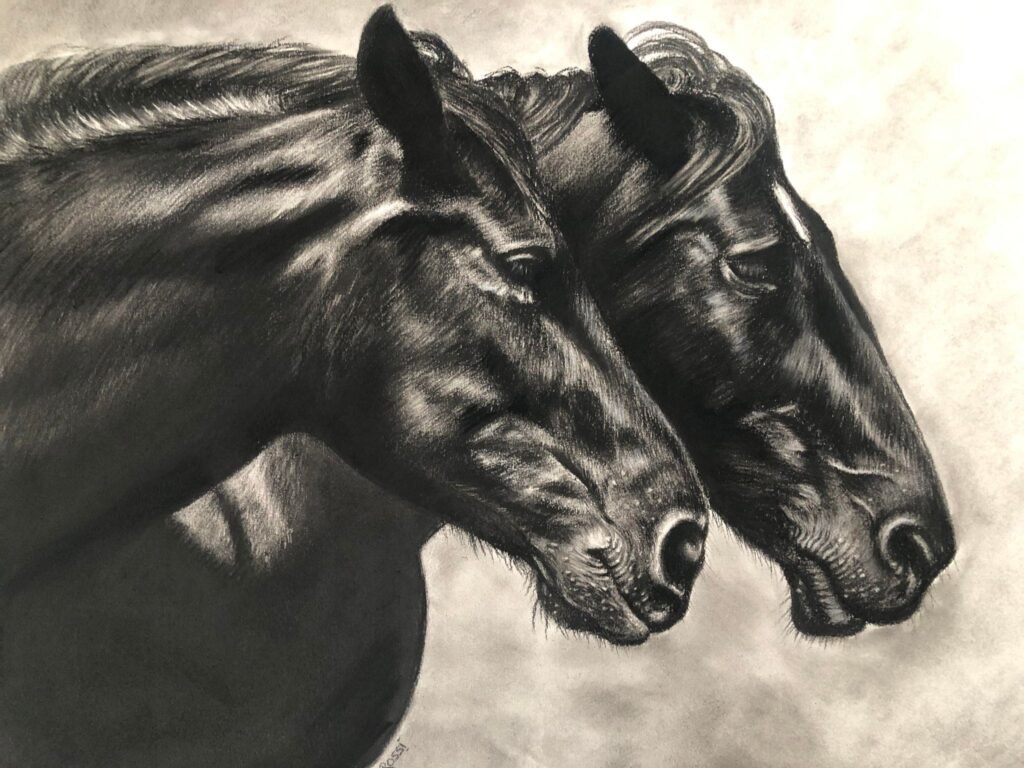 dessin au fusain de chevaux par l'artiste peintre animalier chris rossi art équin equestre équitation camargue