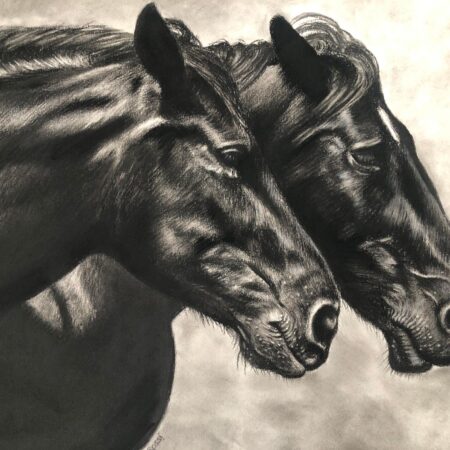 dessin au fusain de chevaux par l'artiste peintre animalier chris rossi art équin equestre équitation camargue