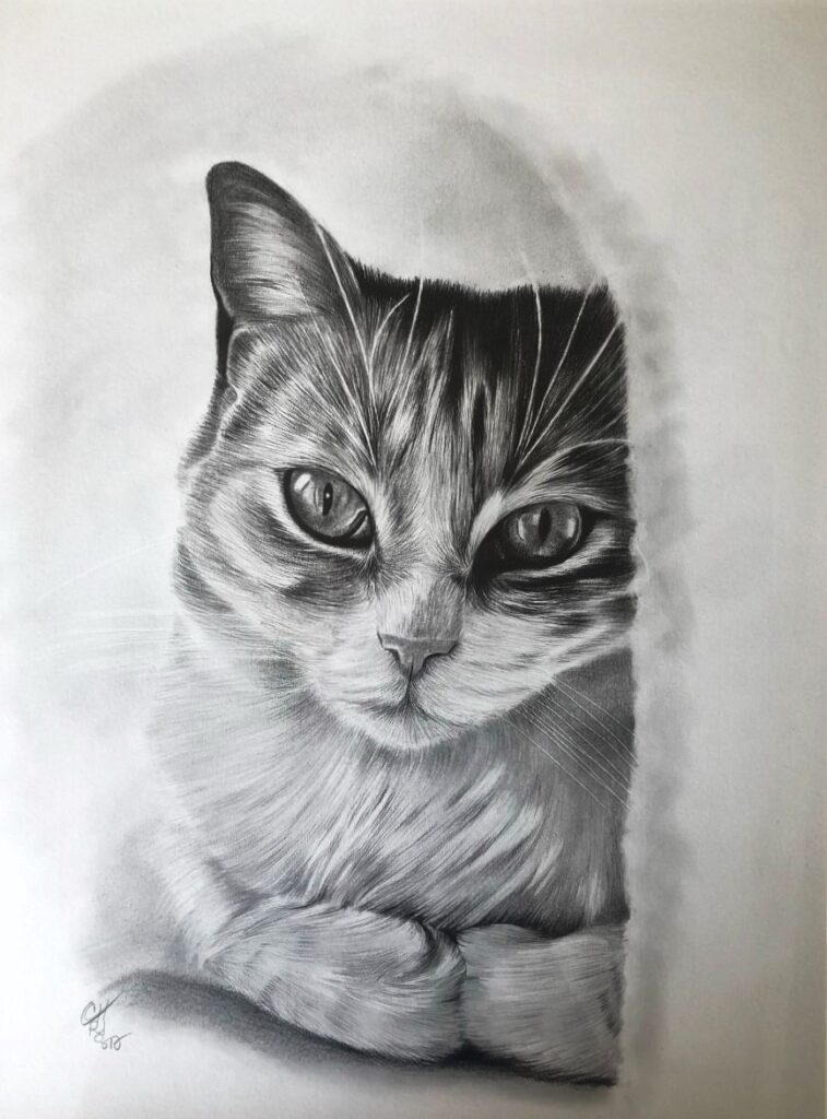 dessin de chat au graphite par l'artiste peintre animalier chris rossi