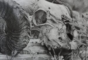 Dessin au graphite bestiale vanité, crayon d'un grue de mouflon corne, dessin animalier contemporain