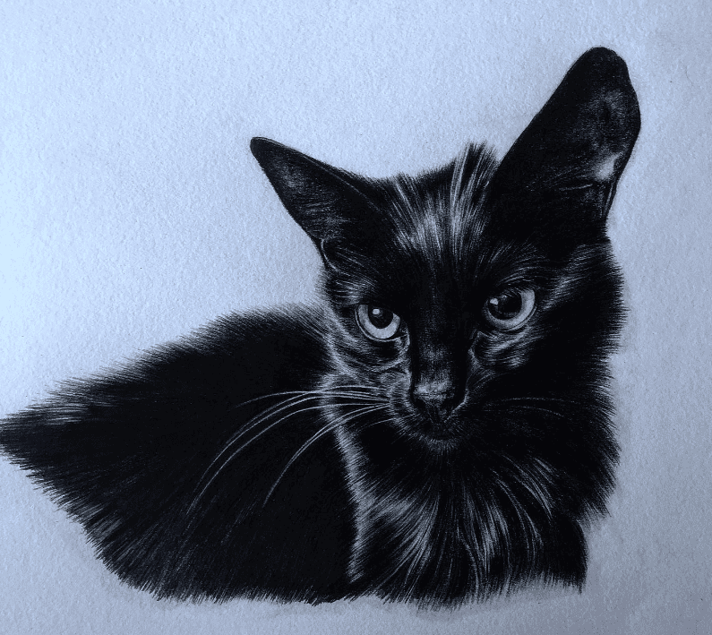 dessin de chat au graphite par l'artiste peintre animalier chris rossi