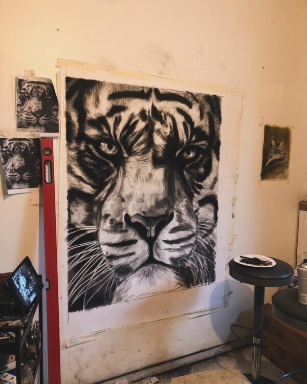 dessin animalier de tigre "King" au fusain par l'artiste peintre animaliere chris rossi art art en cours vue de studio