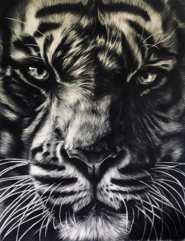 dessin animalier de tigre "King" au fusain par l'artiste peintre animaliere chris rossi art