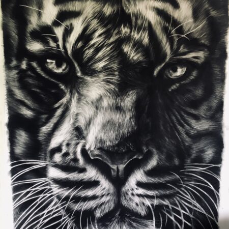 dessin animalier de tigre "King" au fusain par l'artiste peintre animaliere chris rossi art